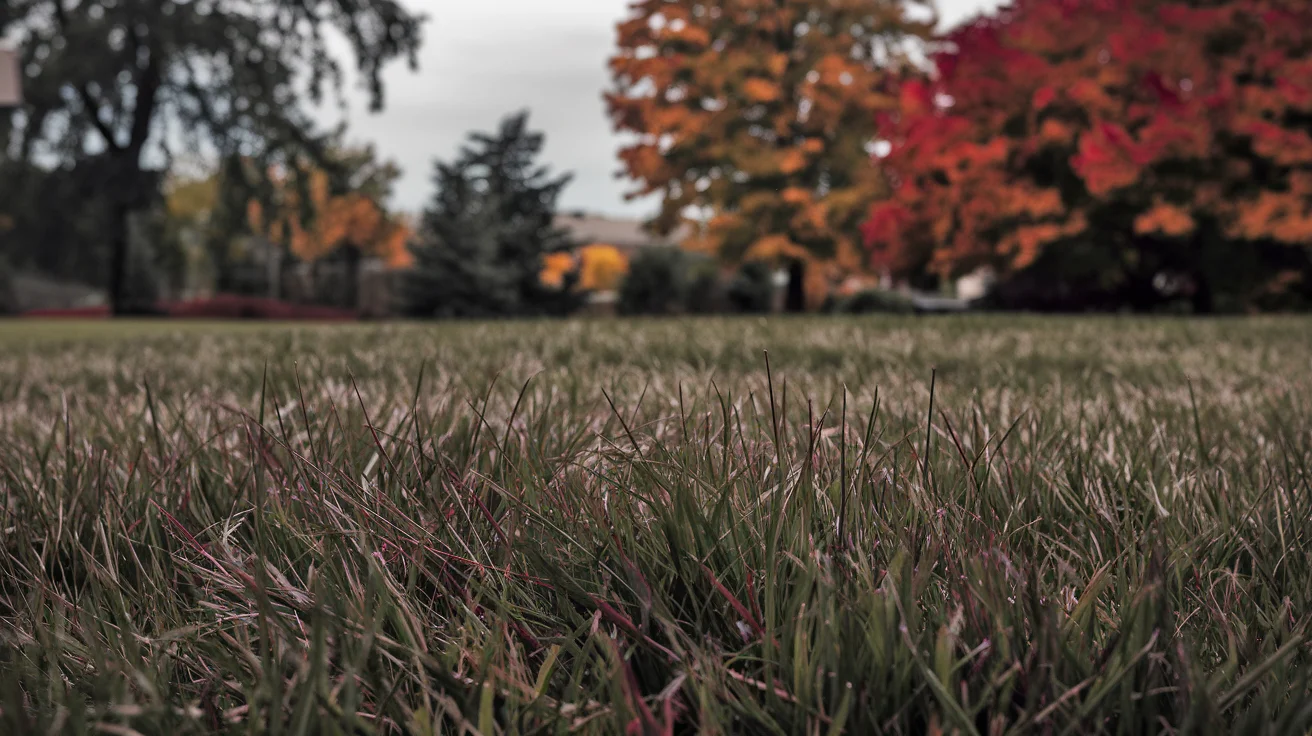 Kentucky bluegrass lawn in fall with autumn trees
