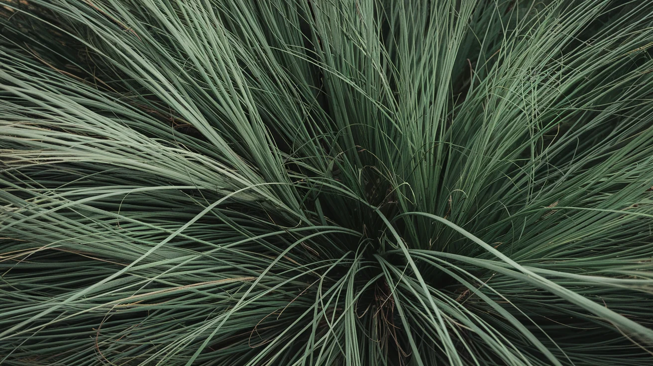 Close-up of Tall Fescue blades showing texture