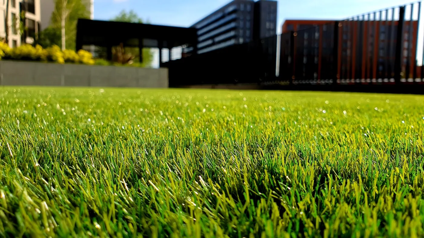 Lawn under late-summer stress — August is the diagnostic month when drought damage, grub damage, and disease pressure all reveal themselves