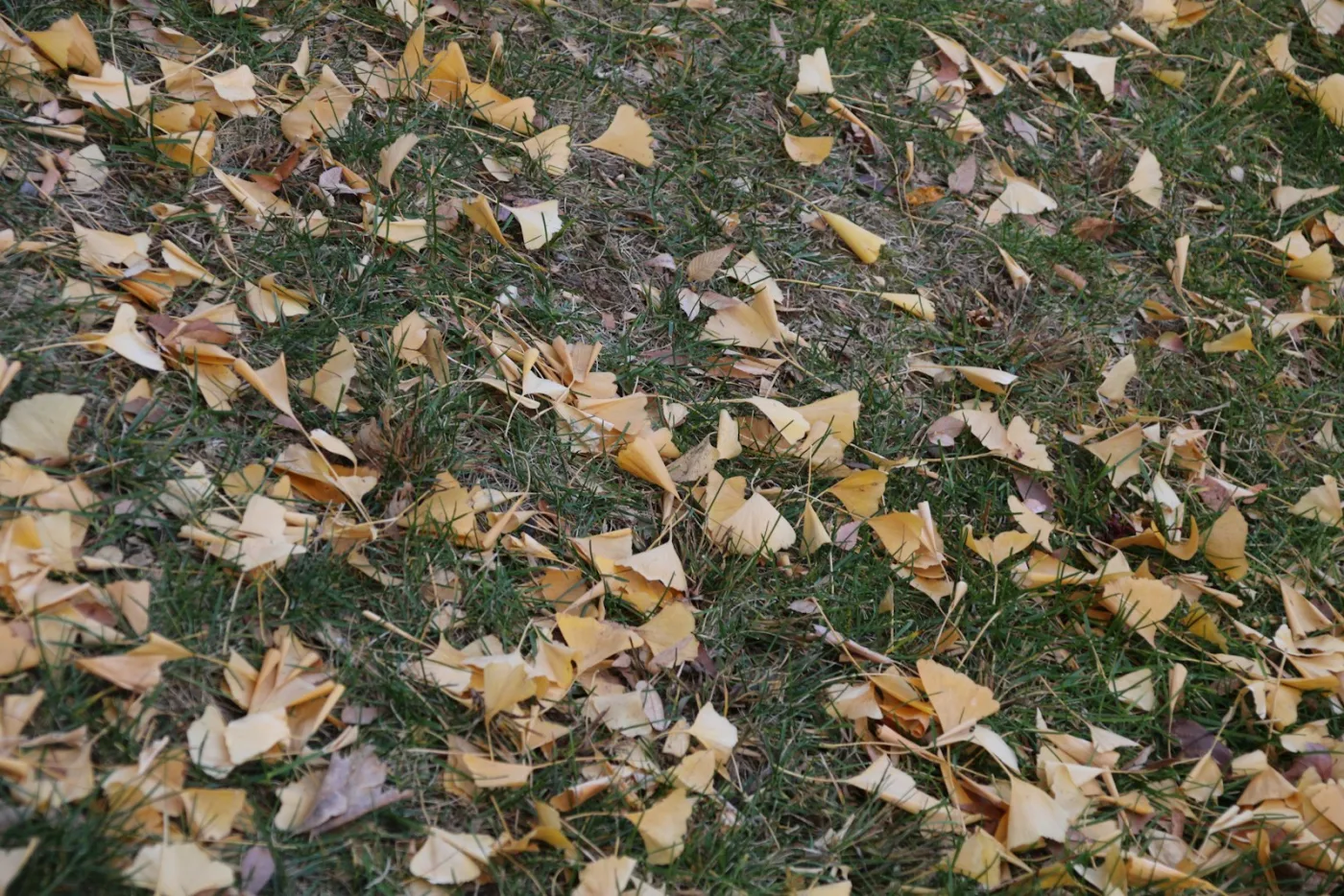 Autumn leaves carpeting a lawn — wet leaves left for more than 3-5 days smother grass and feed snow mold over winter