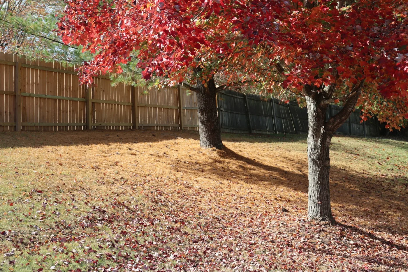 Late-fall yard with red maple leaves — November's narrow winterizer-fertilizer window happens before the ground freezes solid
