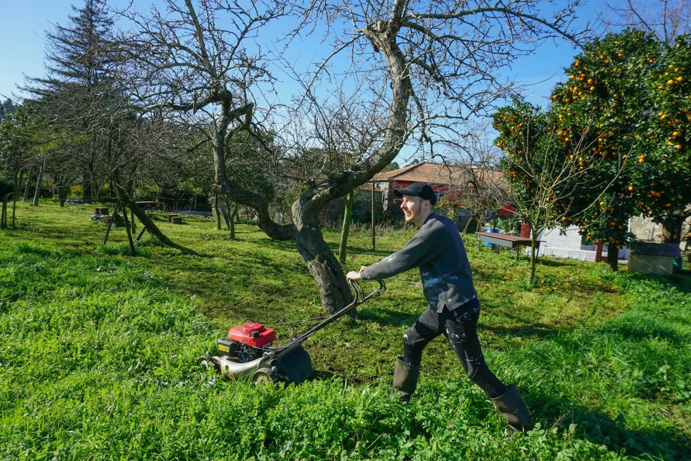 Lawn mower cutting grass at proper spring height — first mow happens when blades reach 3-4 inches in active growth